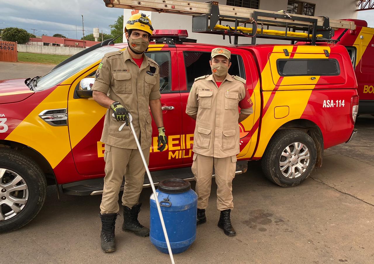 Bombeiros capturam jiboia de dois metros em veículo