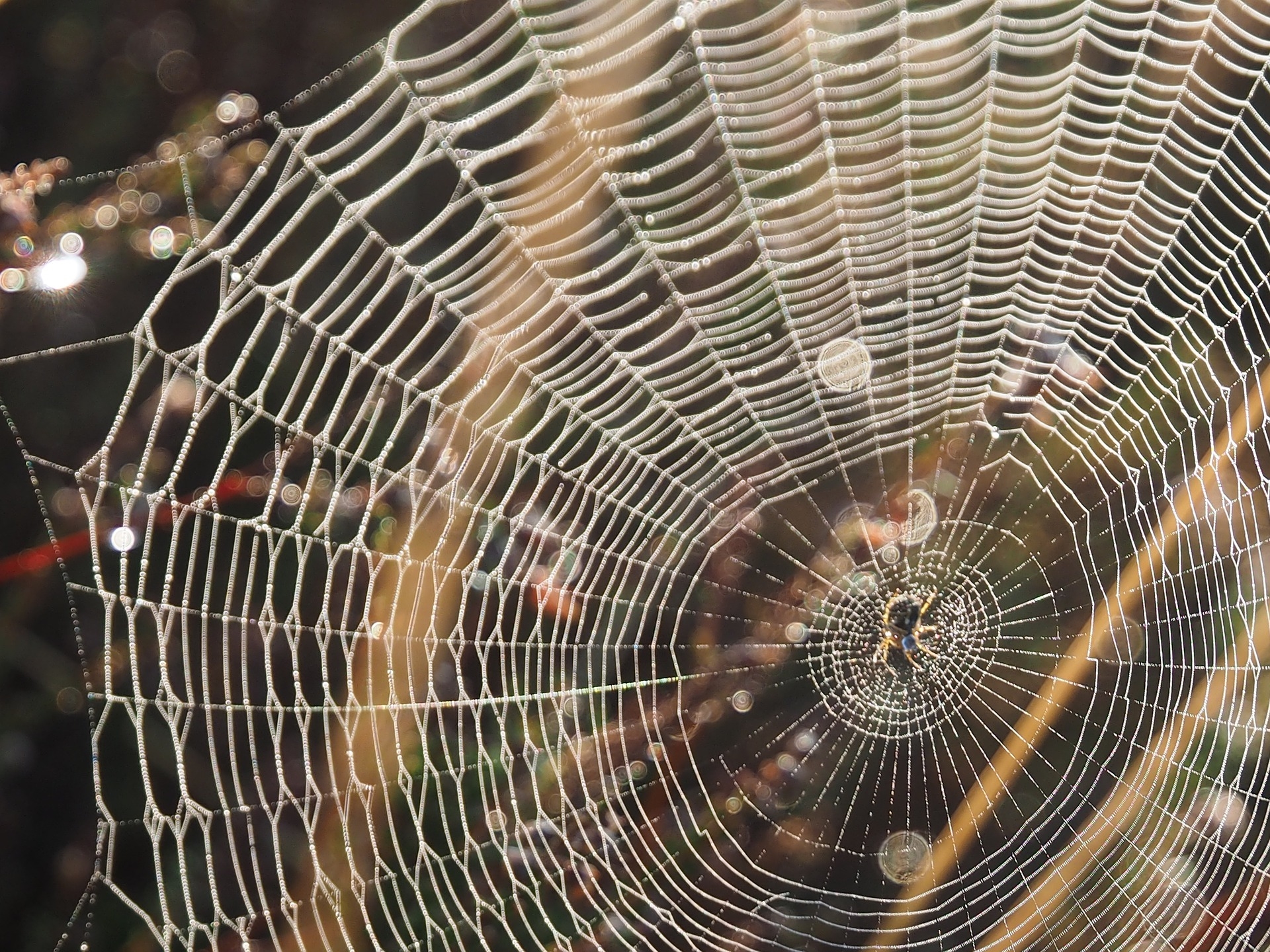 Homem é picado por aranha venenosa e é internado na UTI, em São Tomé das Letras (MG)