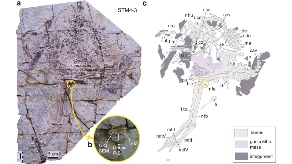 Paleontólogos descobrem material genético em fóssil de dinossauro encontrado na China