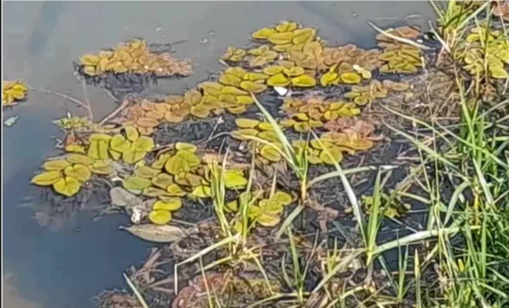 Polícia investiga o aparecimento de plantas flutuantes no lago do Jardim Botânico