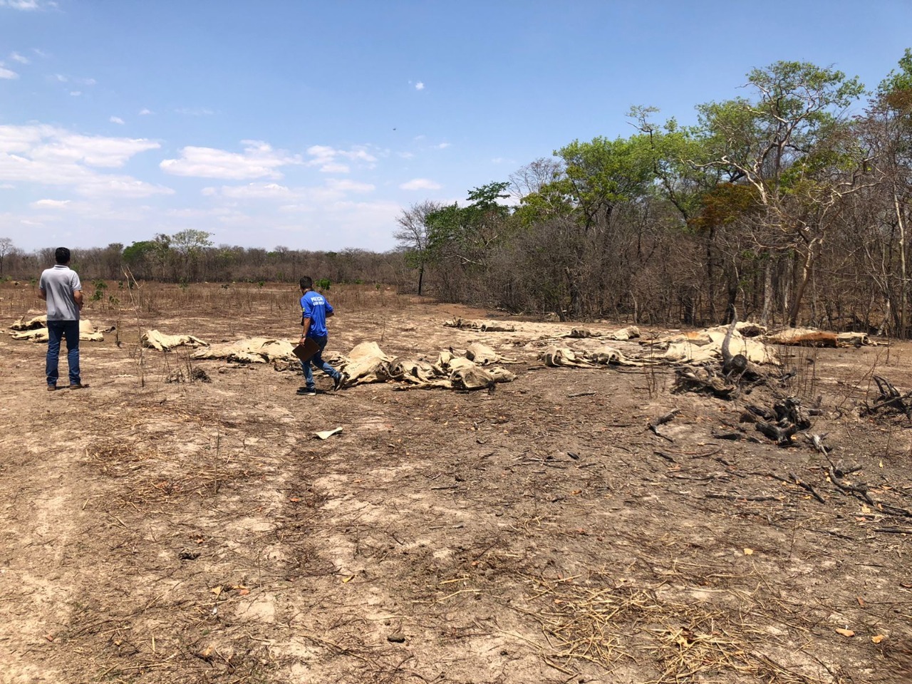 Dezenas de bovinos são encontrados em situação de abandono e fome em Posse 