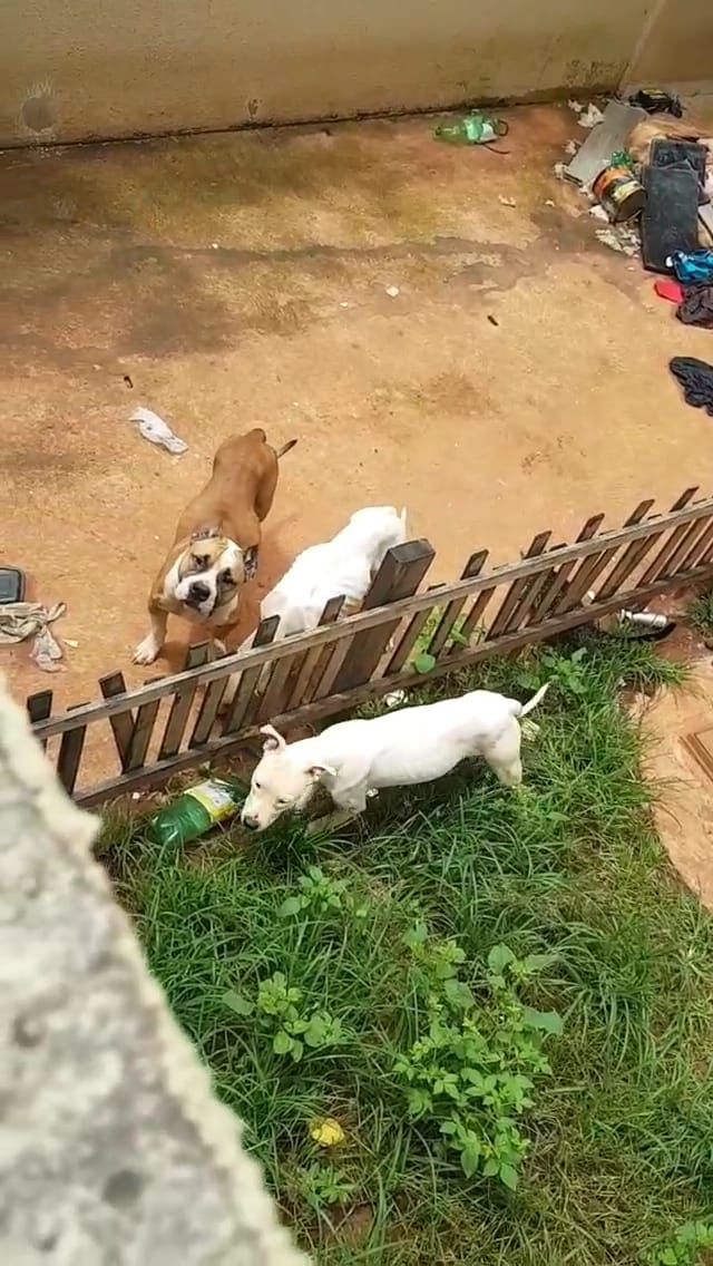 Dezembro Verde: animais abandonados, em Goiânia, levam a indiciamento de tutores