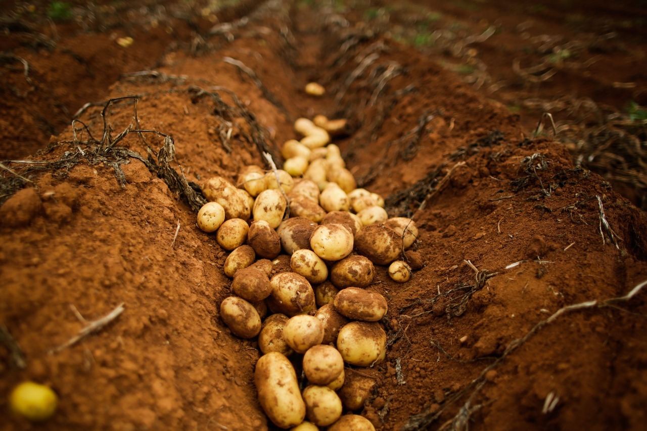 Valor Bruto de Produção da agropecuária goiana deve crescer 3% em 2022