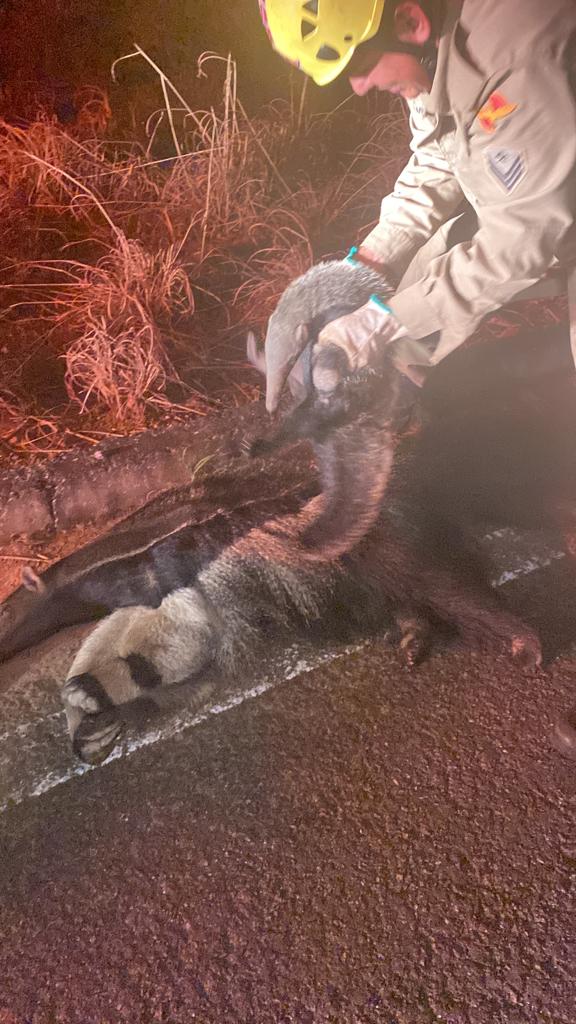 Filhote de tamanduá é resgatado, em Pirenópolis