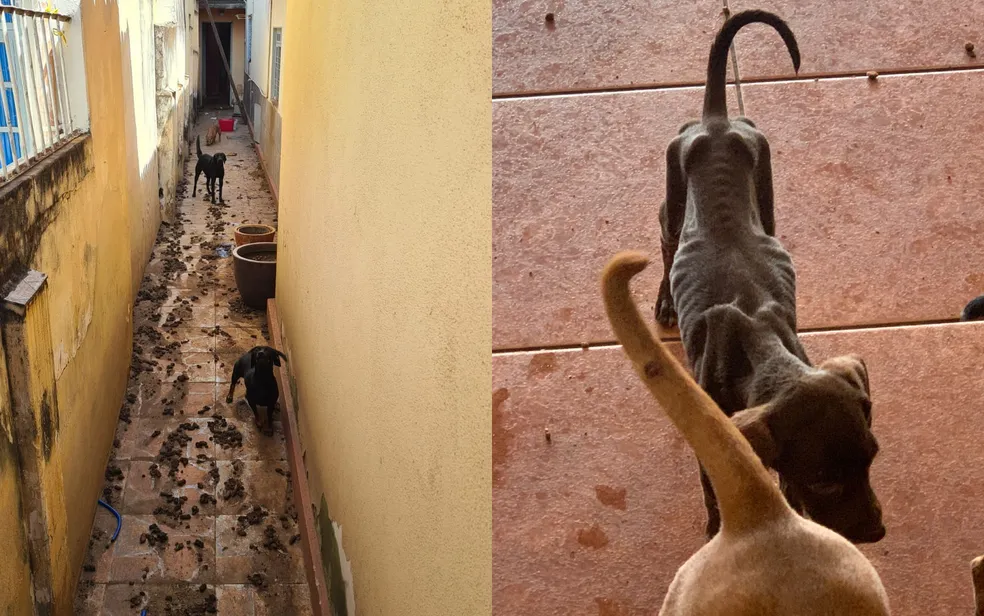 Mulher é presa por suspeita de abandonar 16 cães em casa