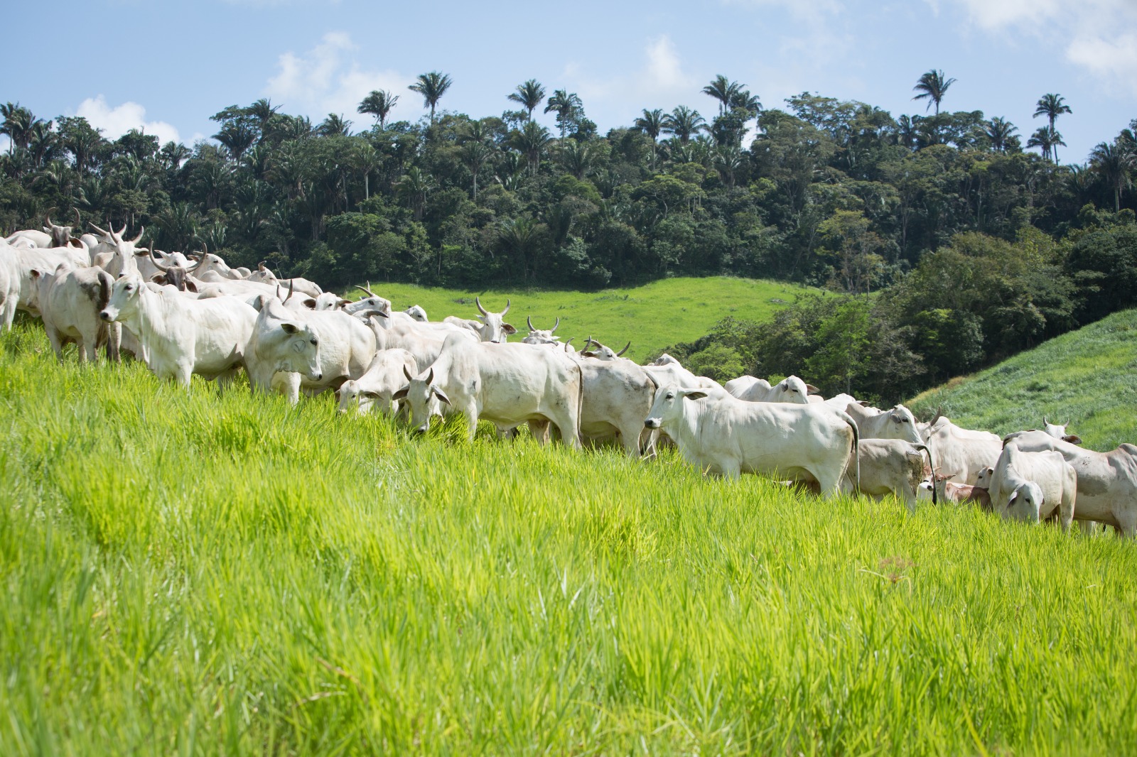 Rebanho bovino goiano bate novo recorde e chega a 24,4 milhões de cabeças