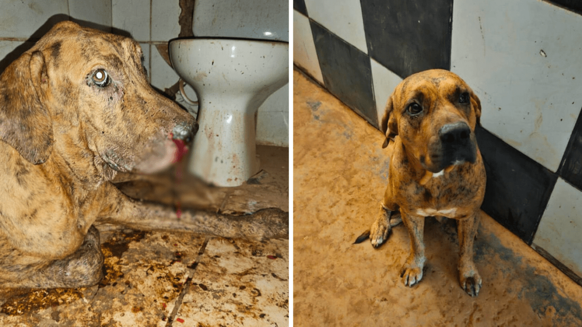 Homem é preso, em flagrante, por maus-tratos a cachorros