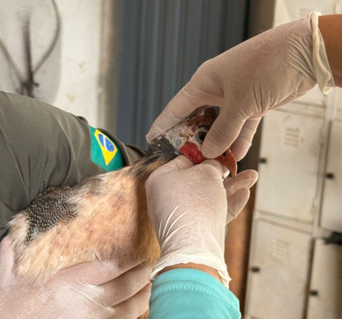 Agrodefesa reforça estado de alerta e ações de prevenção contra a gripe aviária em Goiás