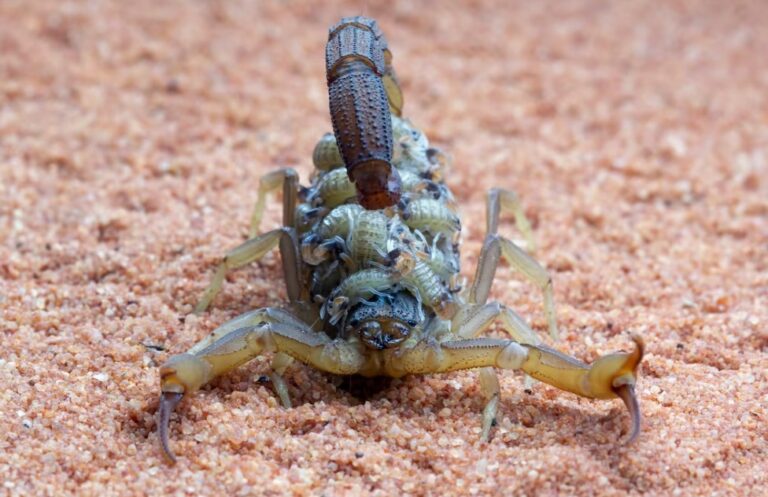 HCN alerta sobre aumento de acidentes envolvendo escorpiões