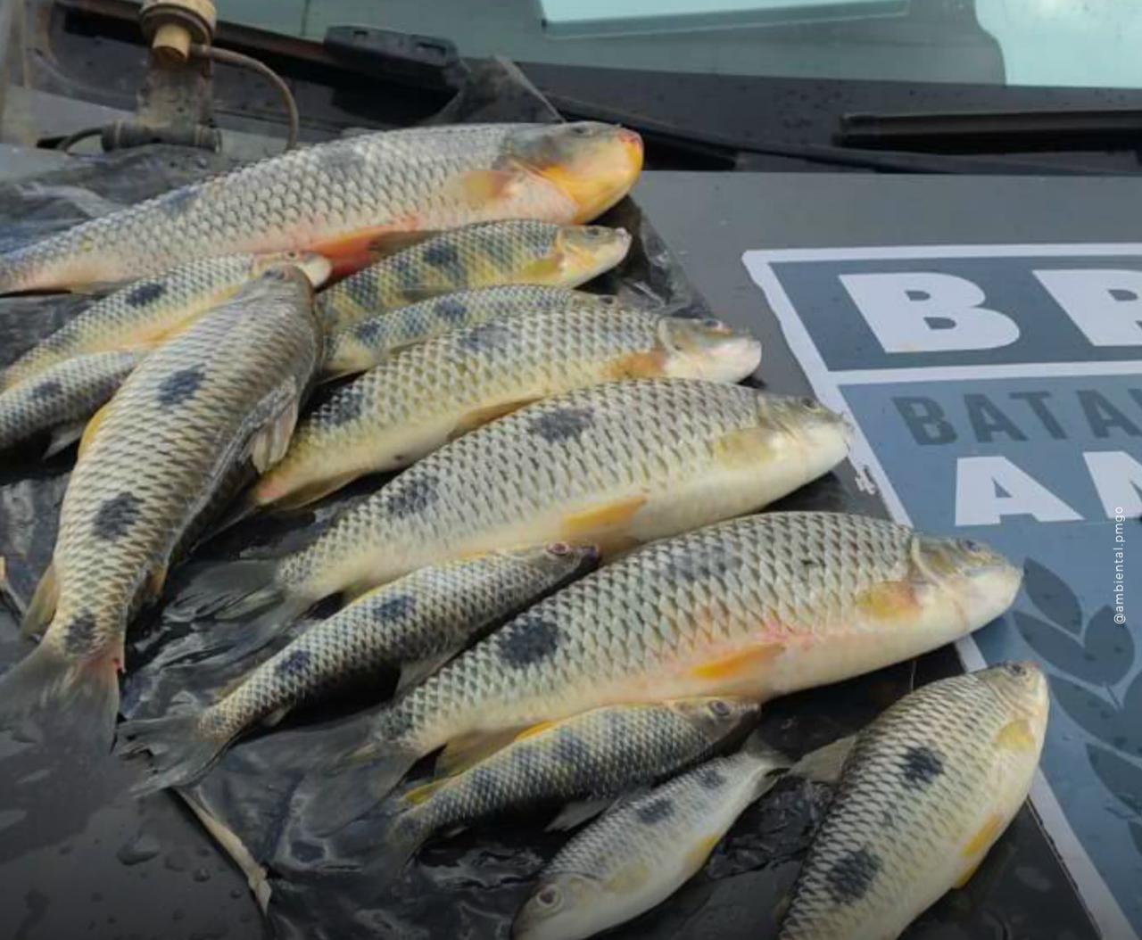 Batalhão Ambiental intensifica fiscalização durante período da piracema em Goiás