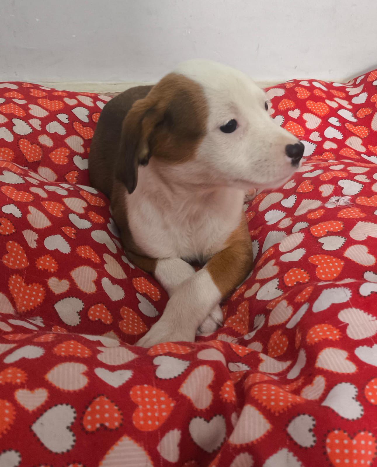 Prefeitura de Aparecida realiza evento de adoção responsável neste sábado, 28